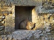 Summer touring 2008 - <i>Could not tell if this cat was alive</i>