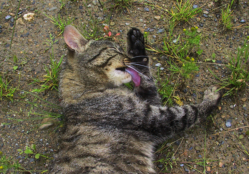 Summer touring 2008 - <i>One the friendly inhabitants of Ourdon</i>