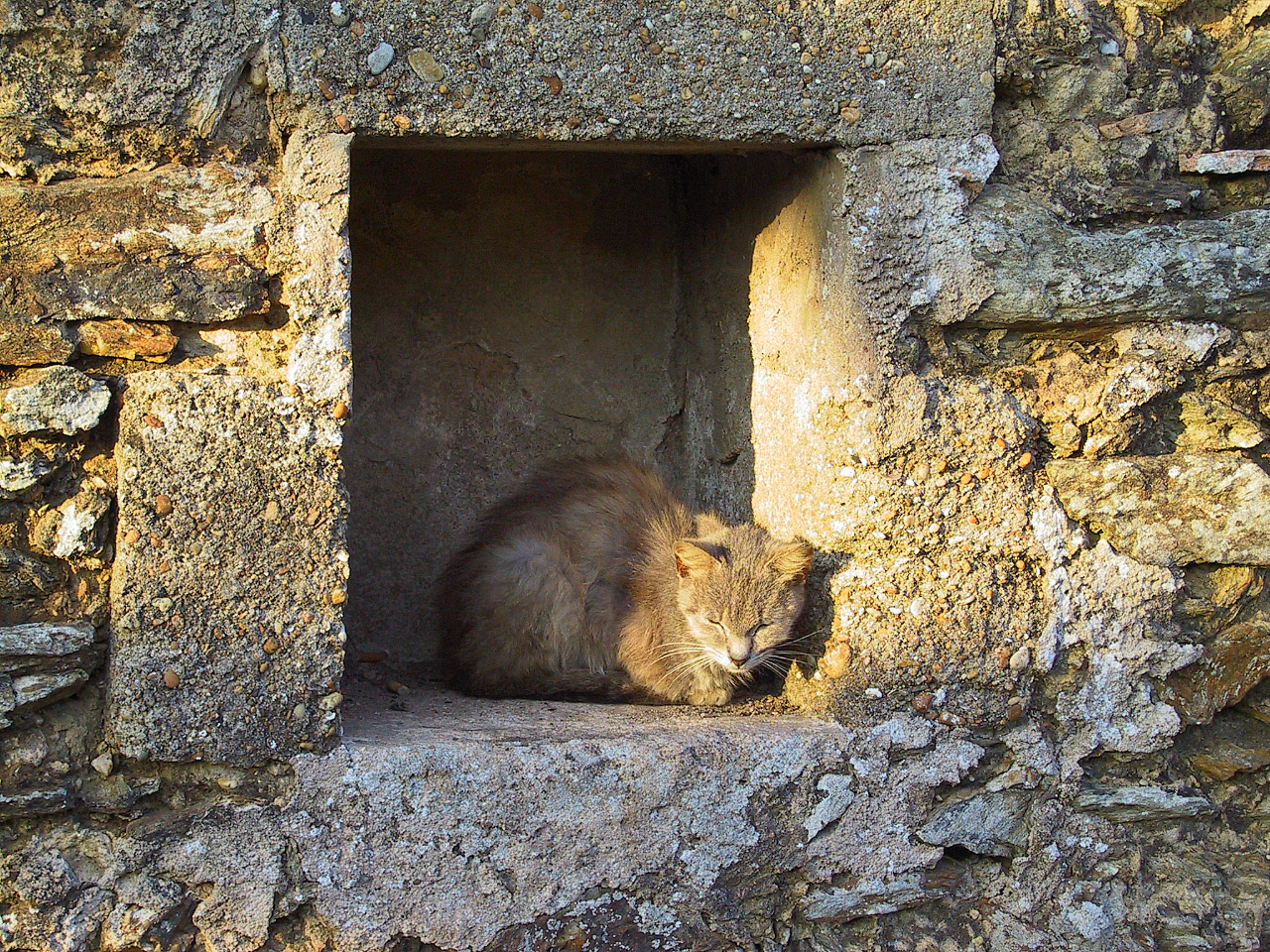 Summer touring 2008 - <i>Could not tell if this cat was alive</i>